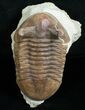Large Asaphus Punctatus Trilobite #6447-4